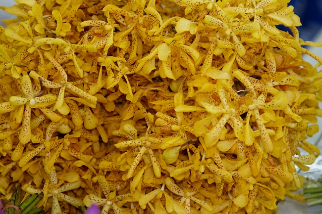 Pak khlong talat-007